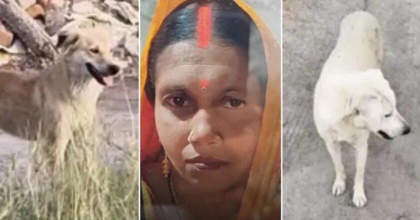 Loyalty : कातिलों पर भारी पड़ी ‘वफादारी’: कुत्तों ने खोज निकाला मालकिन का शव, एक आरोपी गिरफ्तार