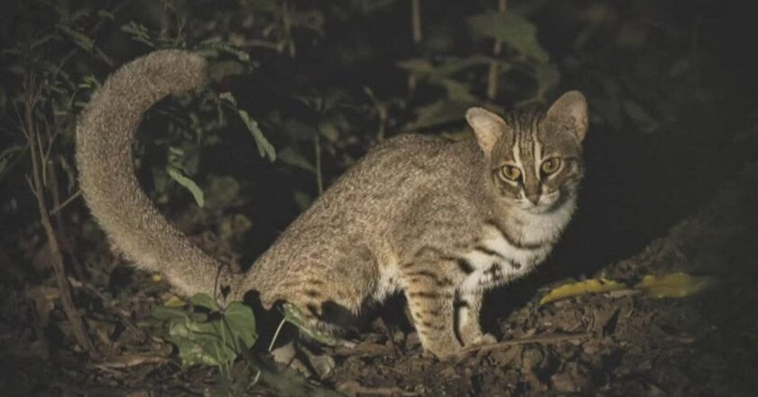 The Mysterious Cat : अरावली की वादियों में दिखी दुनिया की सबसे छोटी ‘रहस्यमयी’ बिल्ली!